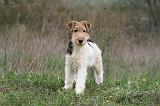 FOX TERRIER 486